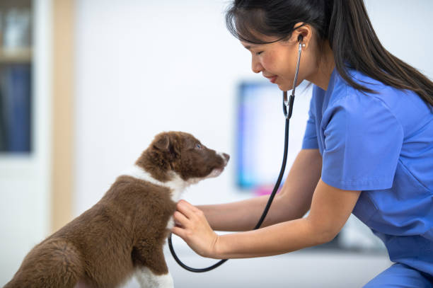 istock Veterinarian Giving a Dog a Check-Up 1370513750