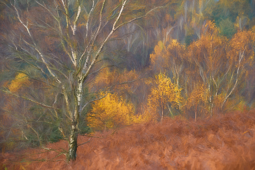 Digital painting of a sunrise, and golden autumnal fall tree and leaf colours at the Downs Banks, Barlaston in Staffordshire, UK.