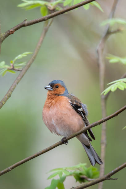 Chaffinch Bird male common chaffinch bird fringilla coelebs stock pictures, royalty-free photos & images