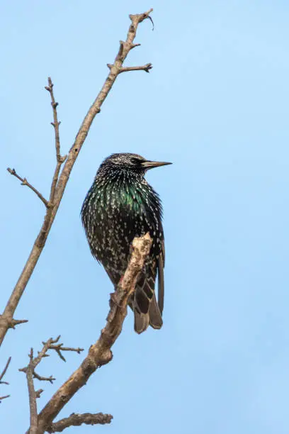 Photo of Common Starling perched on a tree branch