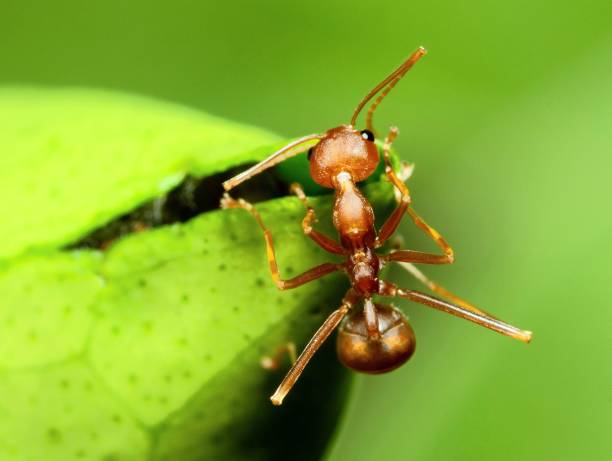 istock Ant Bending body Biting leaf to build nest - animal behavior. 1370516061