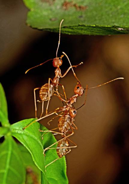 istock Ants try to climb to another leaf - animal behavior. 1370516333
