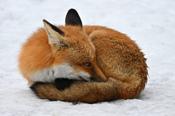 istock Napping red fox, wild and free, with eye open 1370517380