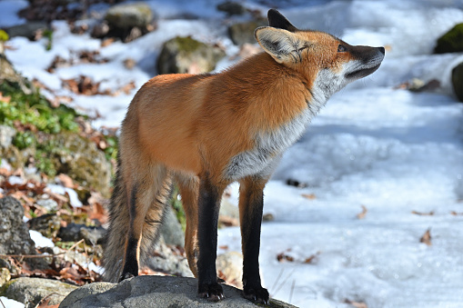 Male red fox, or dog, on boulder along frozen stream, looking up to camera right, dispelling the myth that dogs can't look up. Taken in the hills of Washington, Connecticut.