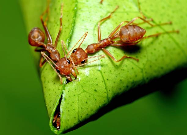 istock 2 Ants Biting leaf building nest - animal behavior. 1370517919