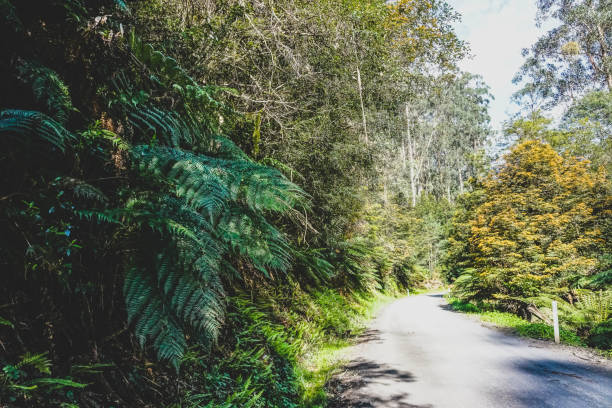 A road through the rainforest in Australia.