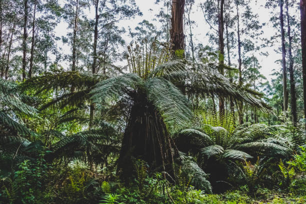 istock View into the rainforest in Australia. 1370518091
