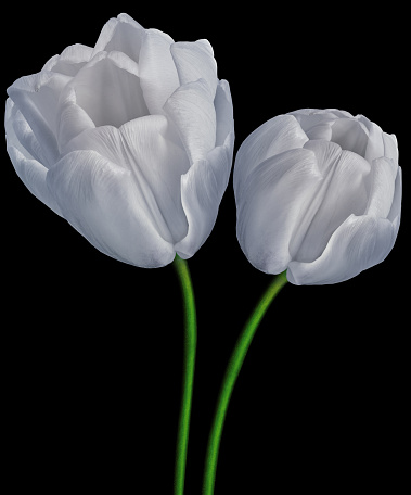 White-blue  tulips flower  on black isolated background with clipping path. Closeup. Flower on a green stem. Nature.