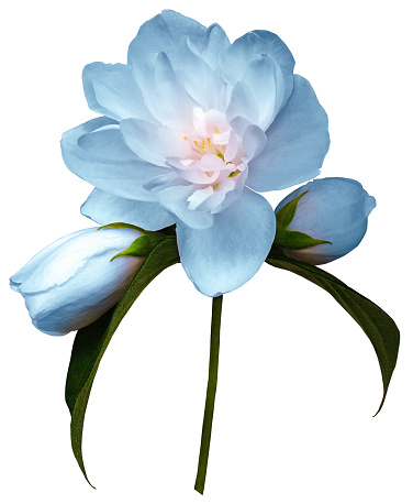 Light blue    jasmine flower  isolated  on white  background with clipping path. Closeup. For design. Nature.