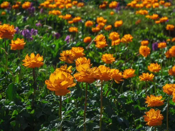 Selective focus. Sunny group of flowers Trollius Asiaticus with copy space on greenery. Beautiful orange flowers of globeflower close up. Green Alpine plateau.