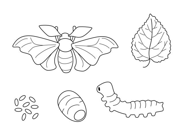 lebenszyklus des seidenmottenumrisses. - silkworm stock-grafiken, -clipart, -cartoons und -symbole