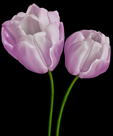 Light purple tulips flower  on black isolated background with clipping path. Closeup. Flower on a green stem. Nature.