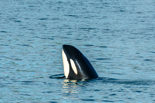 Transient Orca Whale seen spy hopping in Saratoga Passage near Oak Harbor, Washington, USA