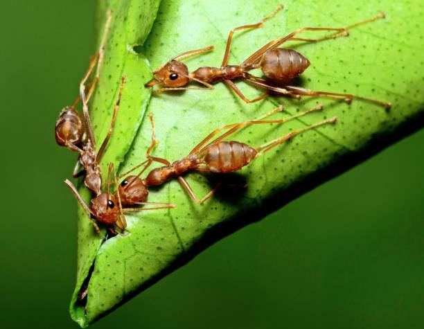 istock 3 ants biting & folding leaf building nest - animal behavior. 1370519595