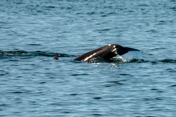 istock Transient Orca Whales seen in Saratoga Passage 1370519603