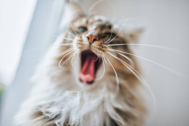 front view on young norwegian forest cat yawning at window