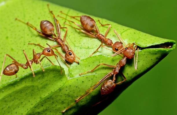 istock 4 ants biting & folding leaf building nest - animal behavior. 1370520830