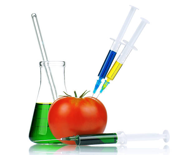 генетически измененных организмов - tomato genetic modification biotechnology green стоковые фото и изображения