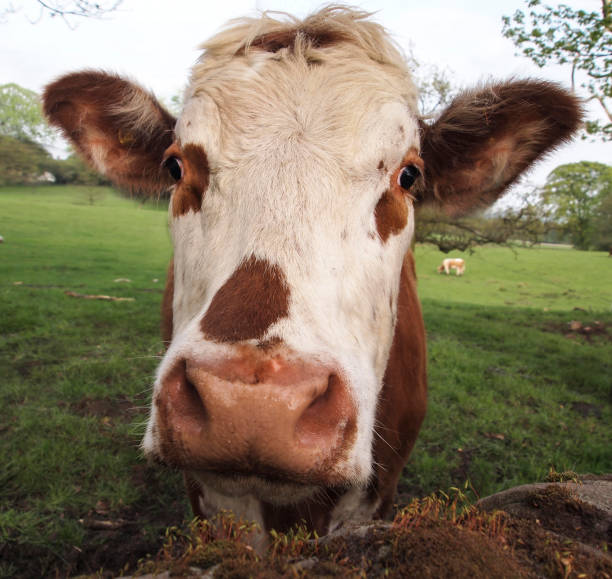 istock A brown and white cow. 1370522224