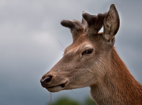 A portrait shot of a young stag with its antlers emerging. Very well focussed with a natural diffused background.