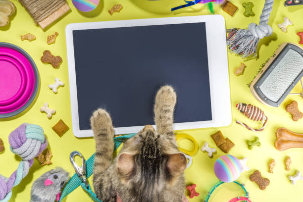 istock Pet food and accessories 1370522482