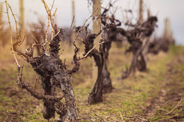 istock Budding vineyards in Moldova. Preparing for new season 1370523084