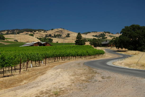 istock Napa California wine vineyard 1370523110