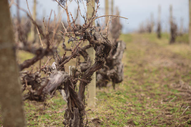 istock Budding vineyards in Moldova. Preparing for new season 1370523127