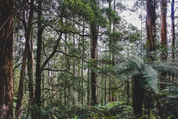 istock A look into the forest in Australia. 1370523228