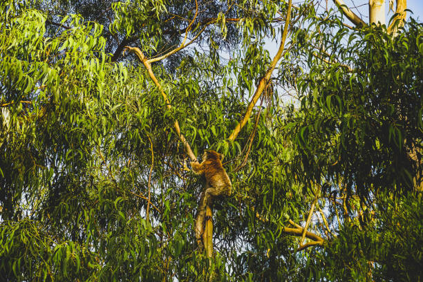 This captivating close-up image showcases a koala, Phascolarctos cinereus, nestled comfortably in a eucalyptus tree. With its fluffy fur and endearing expression, the koala is a symbol of Australia's unique wildlife. The blurred greenery in the background enhances the natural setting, making this image perfect for wildlife enthusiasts and nature-related content.
