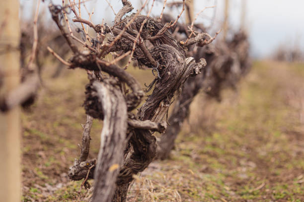 istock Budding vineyards in Moldova. Preparing for new season 1370523356