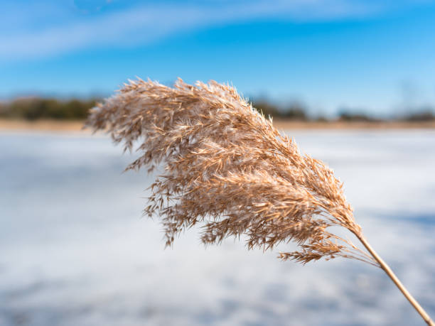 istock Sea Oats on Ice 1370524075
