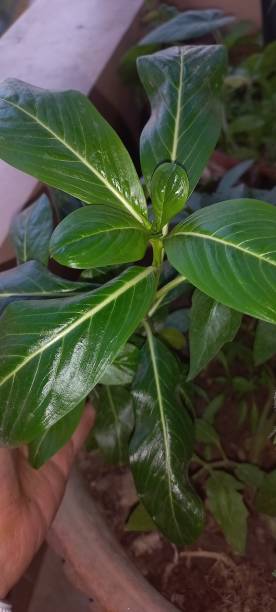 Rose periwinkle or nayantara flowering plant