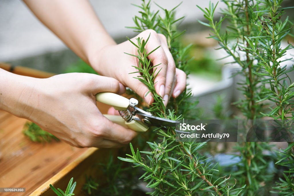 Woman cutting rosemary herb branches by scissors, Hand picking aromatic spice from vegetable home garden. Rosemary Stock Photo