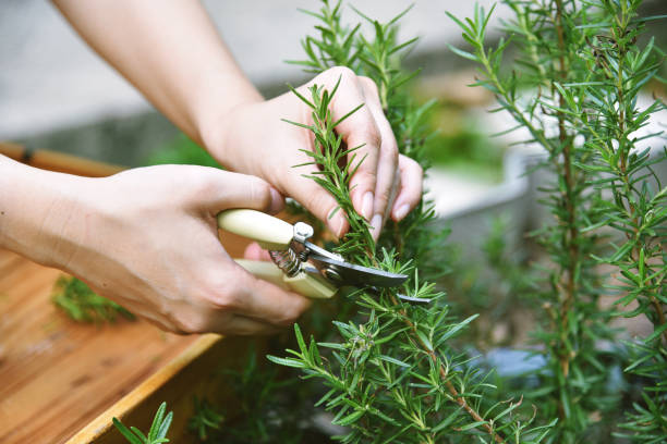 woman cutting rosemary herb branches by scissors, hand picking aromatic spice from vegetable home garden. - rosemary imagens e fotografias de stock