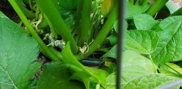 Photo of Zucchini, Squash Blossoms and Green Beans