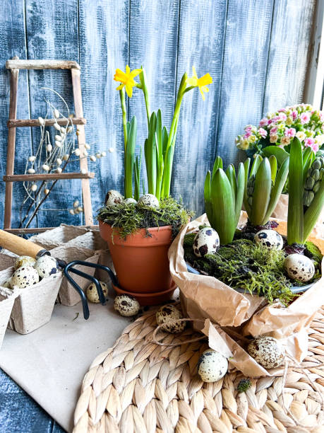 istock The Easter decorations. Narcissus and hyacinth on wooden background. Easter eggs symbol. wicker  stand 1370526040