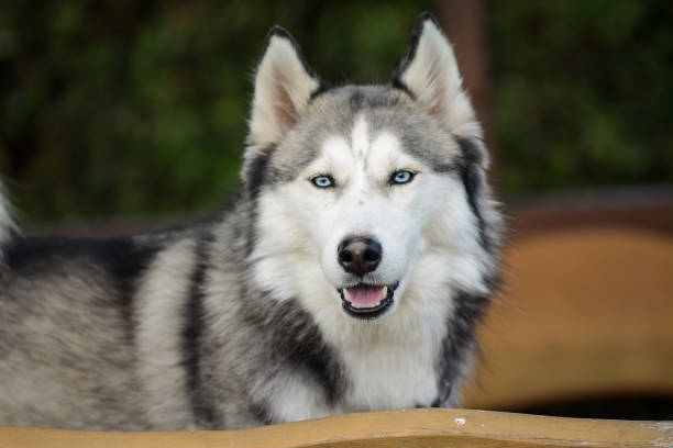 istock Young Siberian husky spending time outdoors on a nice summer day 1370526070