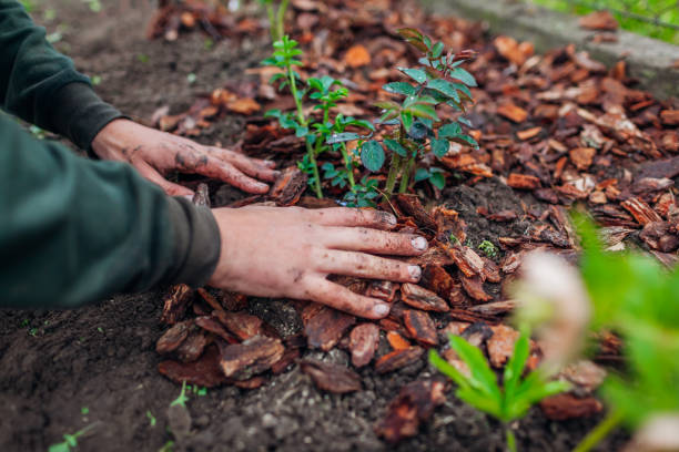 istock Gardener mulching spring garden with pine wood chips mulch. Man puts bark around plants 1370526073