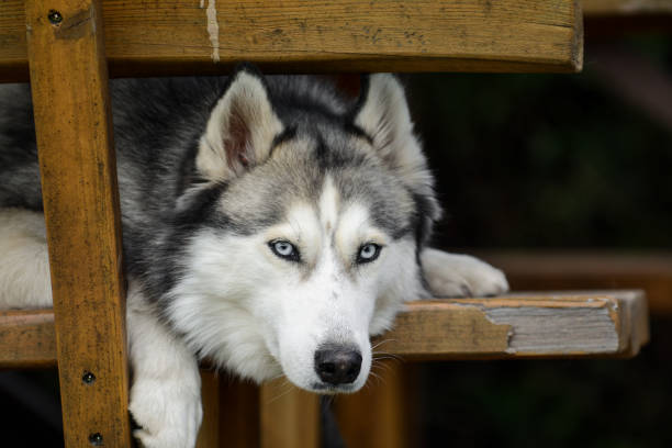 istock Young Siberian husky spending time outdoors on a nice summer day 1370526155