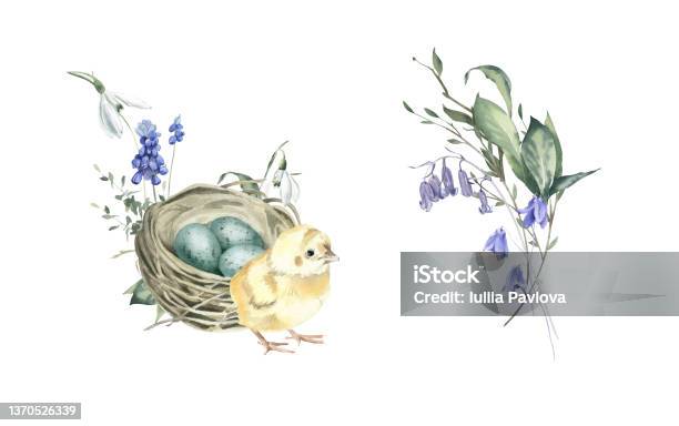 Bukiety Akwarelowe Z Pisklęciem Gniazdem Muscari I Przebiśniegami - Stockowe grafiki wektorowe i więcej obrazów Wielkanoc