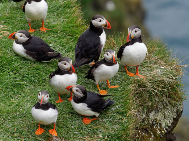 1 800 Vestmannaeyjar Stock Photos Pictures Royalty Free Images IStock 1-800-vestmannaeyjar-stock-photos-pictures-royalty-free-images-istock