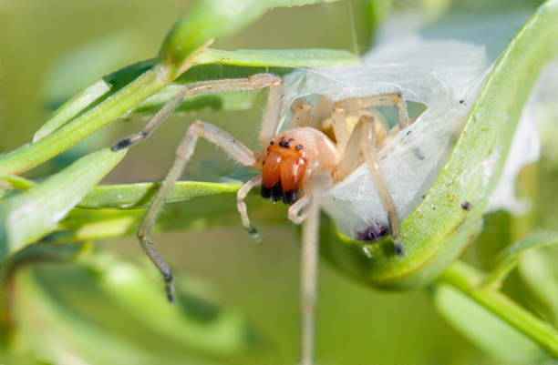 The yellow sac spider (Cheiracanthium punctorium) Cheiracanthium punctorium, one of several species commonly known as the yellow sac spider, is a spider found from central Europe to Central Asia. yellow spider stock pictures, royalty-free photos & images