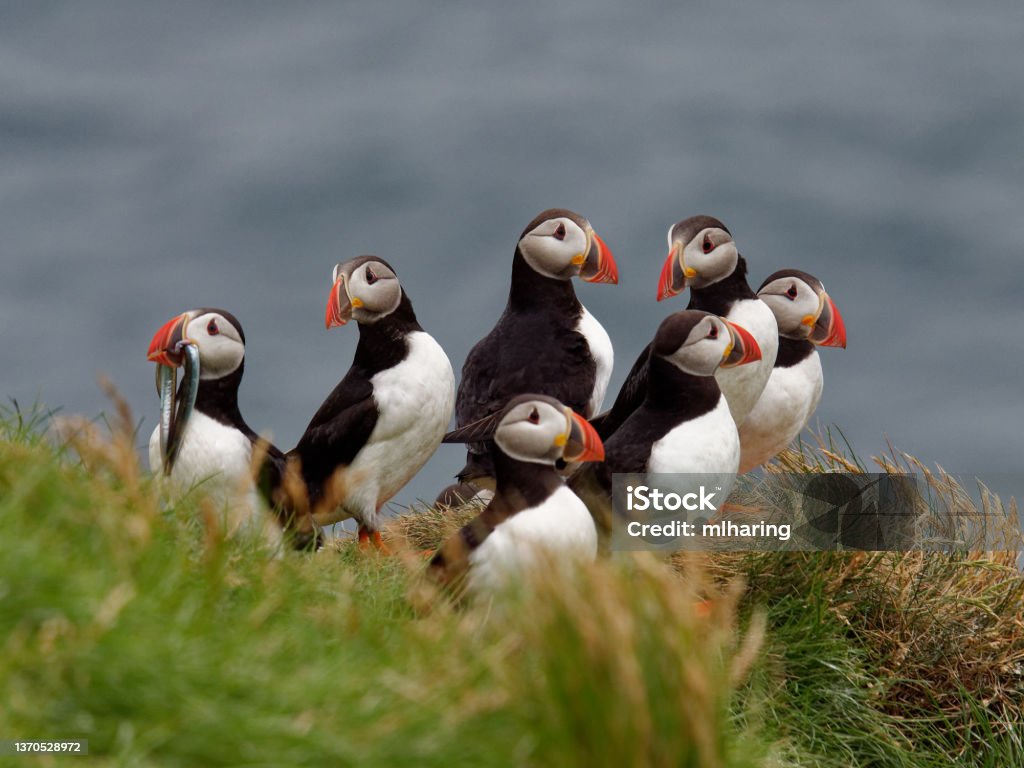 Atlantic Puffins Puffins nest on grassy bluffs of Heimaey Island in the Westmann Islands Iceland Stock Photo