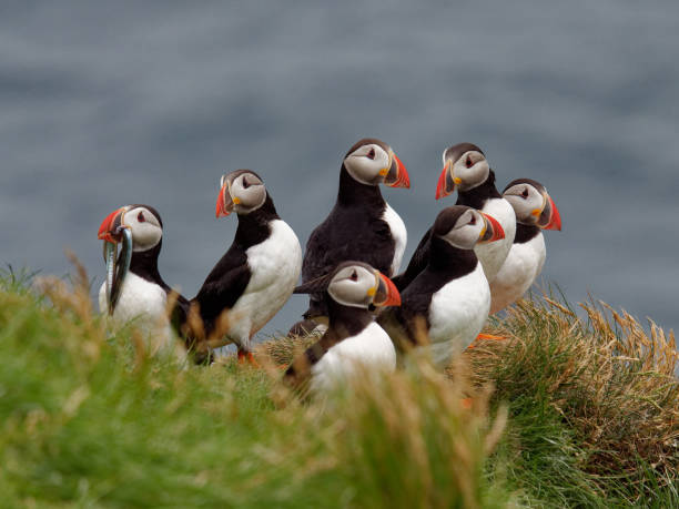 Atlantic Puffins Puffins nest on grassy bluffs of Heimaey Island in the Westmann Islands puffin photos stock pictures, royalty-free photos & images