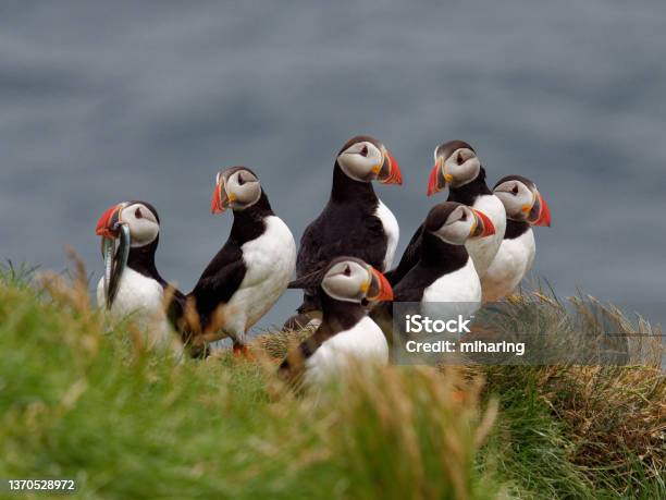 Atlantic Puffins Stock Photo - Download Image Now - Iceland, Puffin, Travel