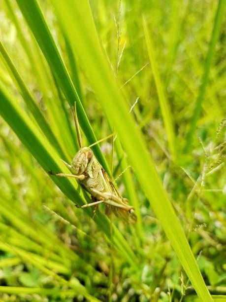 istock Insect Grasshopper, cricket, hope, praying mantis or stick insect. 1370529940