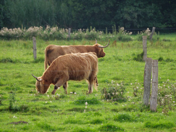 istock Cows on a meadow in the german muensterland 1370530621