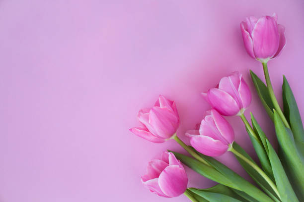 istock Top view on pink tulips on the pink background. Copy space. 1370531531