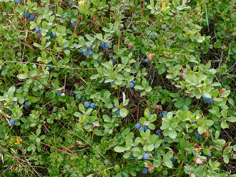Blueberries ready for picking
